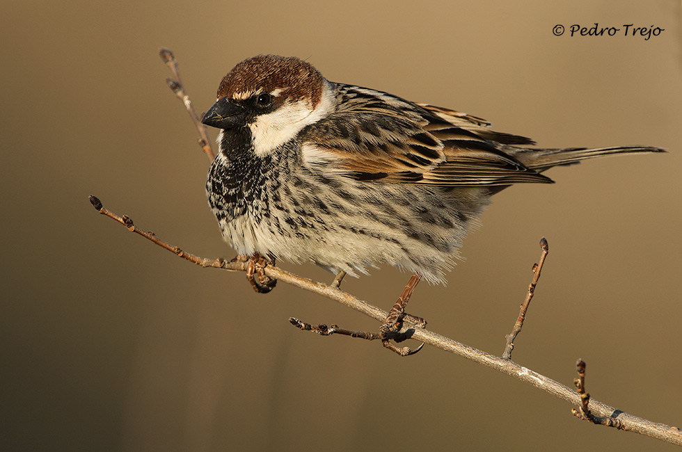 Gorrión moruno (Passer hispaniolensis)